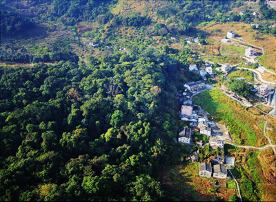 Tai Om fung shui wood