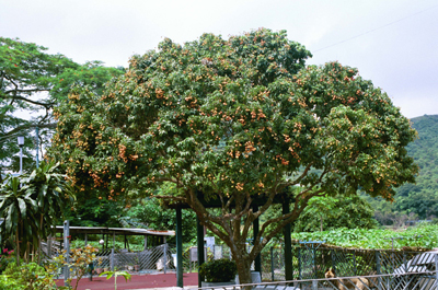 Litchi chinensis 荔枝樹