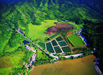 Fung shui woods at Luk Keng area