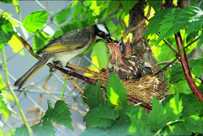 白頭翁 Chinese Bulbul