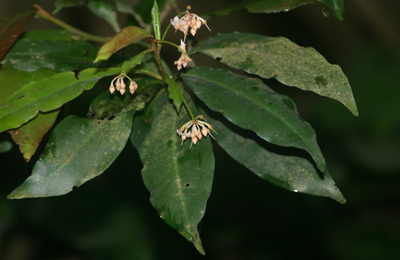 Ardisia quinquegona 羅傘樹