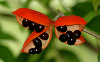 Sterculia lanceolata 假蘋婆