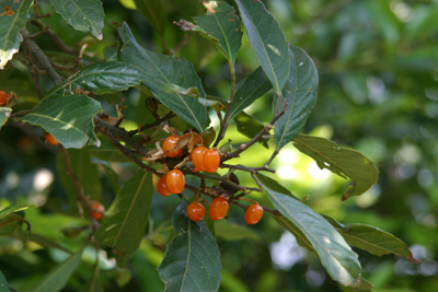 Aporosa dioica 銀柴