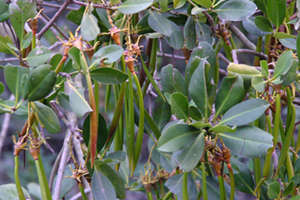 秋茄 Kandelia obovata