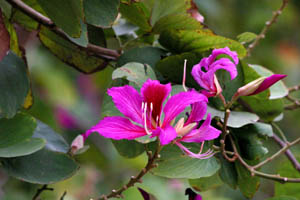洋紫荆 Bauhinia × blakeana