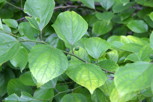 朴树 Celtis sinensis