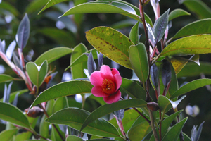 香港茶 Camellia hongkongensis