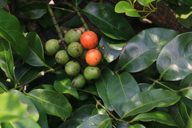 Luofushan Joint-fir
