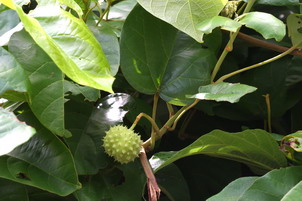 Spiny-fruited Vine
