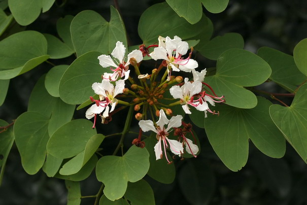 Climbing Bauhinia