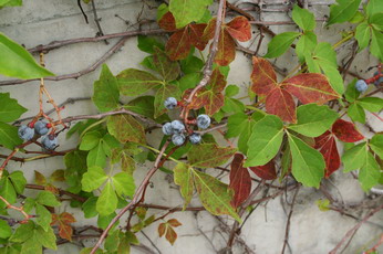  Diverse-leaved Creeper
