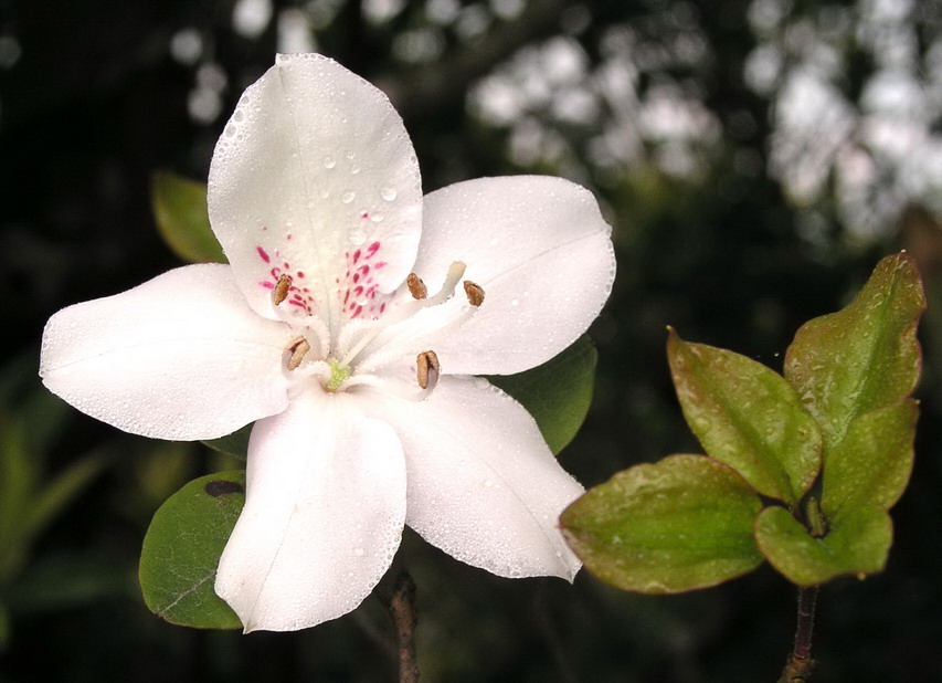 Rhododendron hongkongense Hutch. (Hong Kong Azalea)