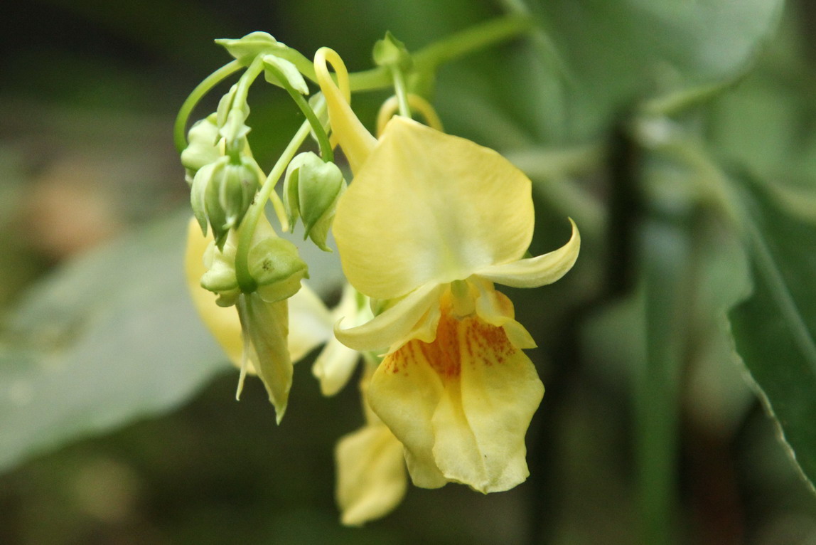 Impatiens hongkongensis Gery-Wilson (Hong Kong Balsam)