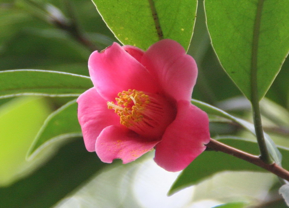 Camellia hongkongensis Seem. (Hong Kong Camellia)
