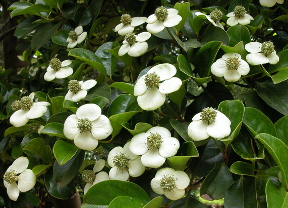 Dendrobenthamia hongkongensis (Hemsl.) Hutch.