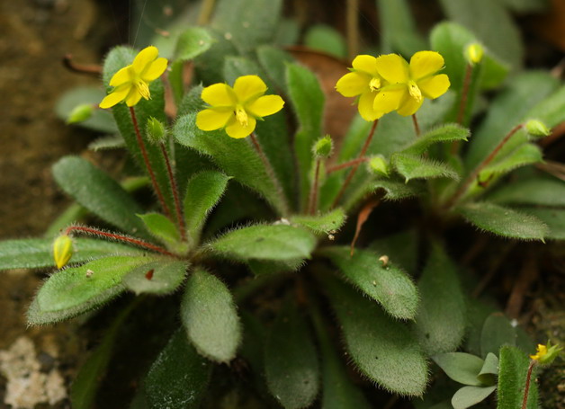 Lysimachia alpestris Champ. (Hong Kong Primrose)