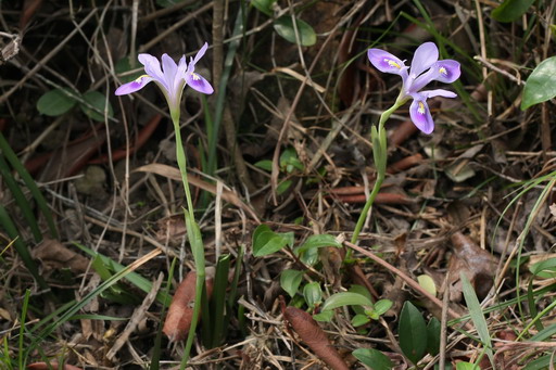 Iris speculatrix Hance (Hong Kong Iris)