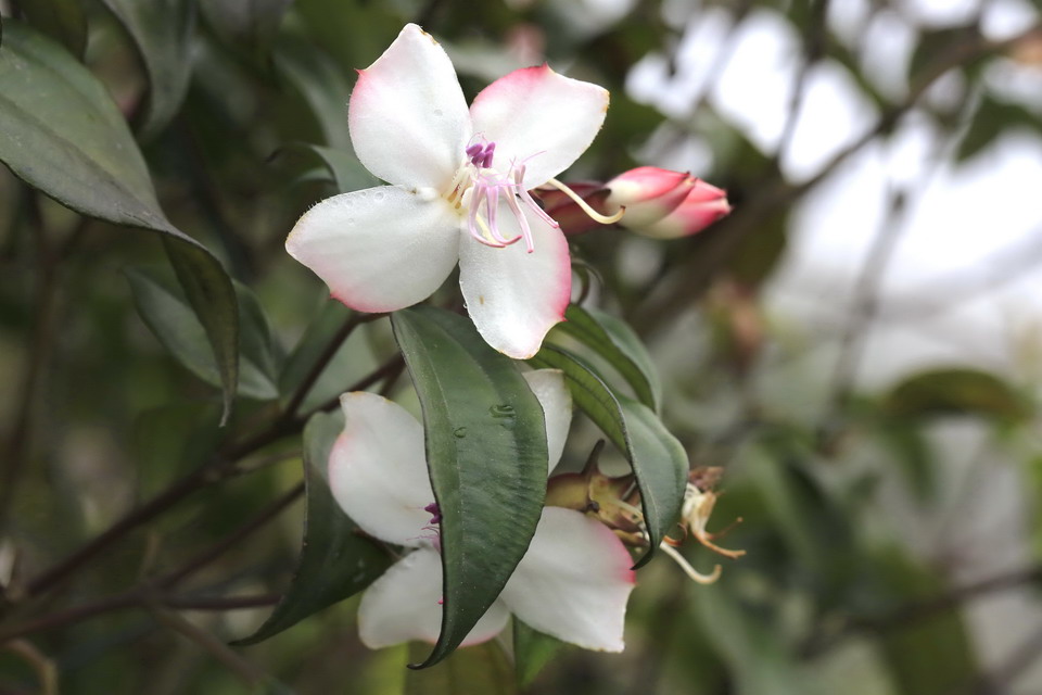 棱果花