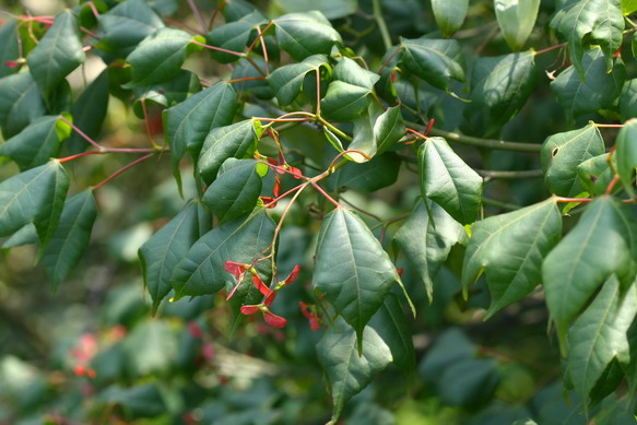 Acer tutcheri Duthie (Tutcher’s Maple)