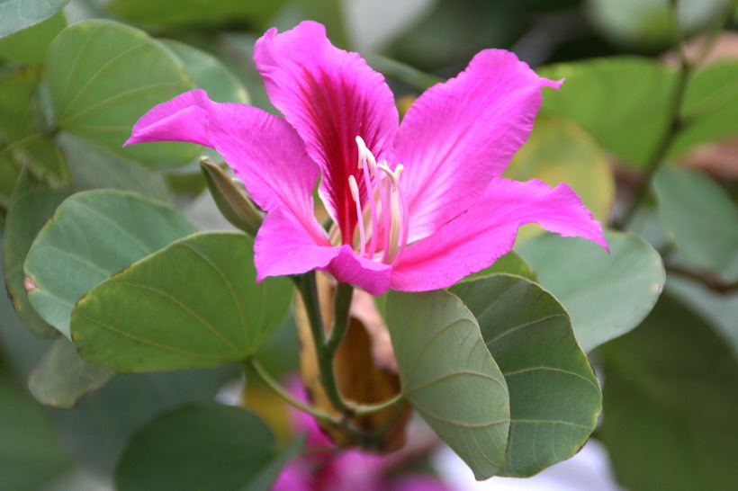 Bauhinia × blakeana Dunn (Hong Kong Orchid Tree)