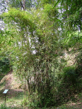 Arundinaria shiuyingiana Chia et But (Shiuying Bamboo)