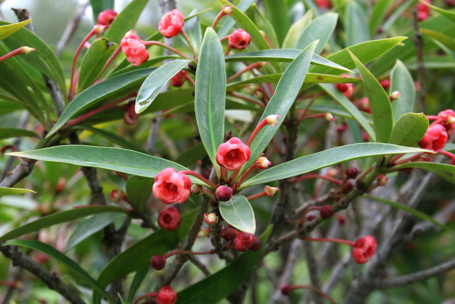 Illicium dunnianum Tutcher (Dunn’s Star Anise)