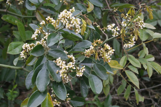 Bentham’s Rosewood
