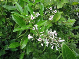 Chinese Feverine