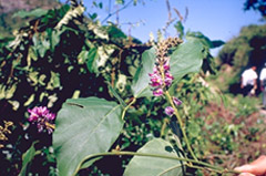 Kudzu