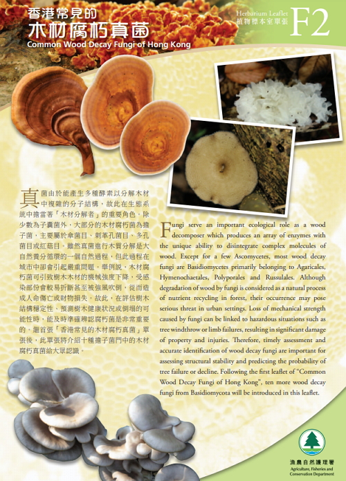 F2.香港常見的木材腐朽真菌