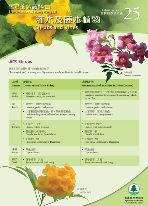 25. Bignoniaceae of Hong Kong (2) Shrubs and Vines