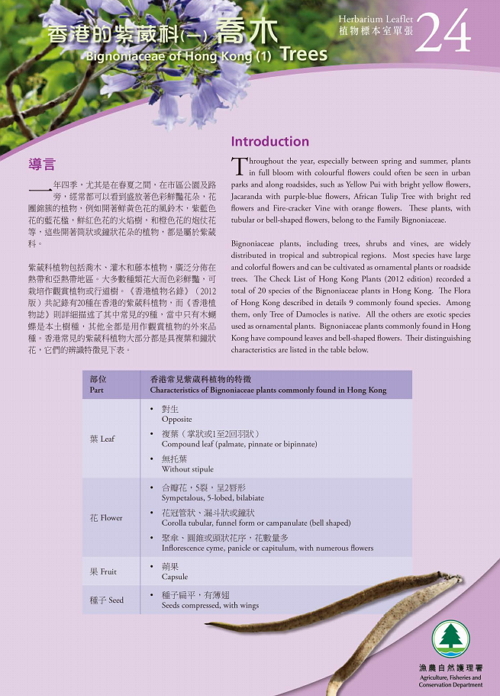 24. Bignoniaceae of Hong Kong (1) Trees