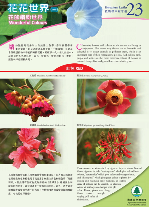 23.花的繽紛世界