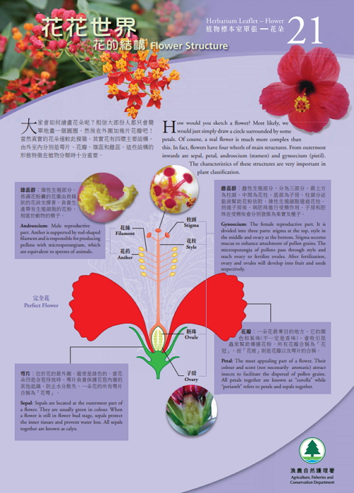 21. Flower Structure