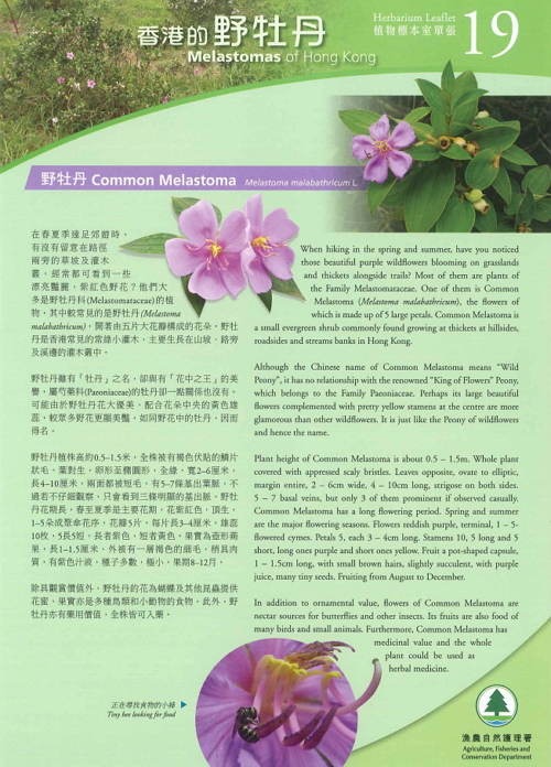 19. Melastomas of Hong Kong