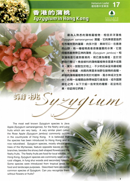 17. Syzygium in Hong Kong