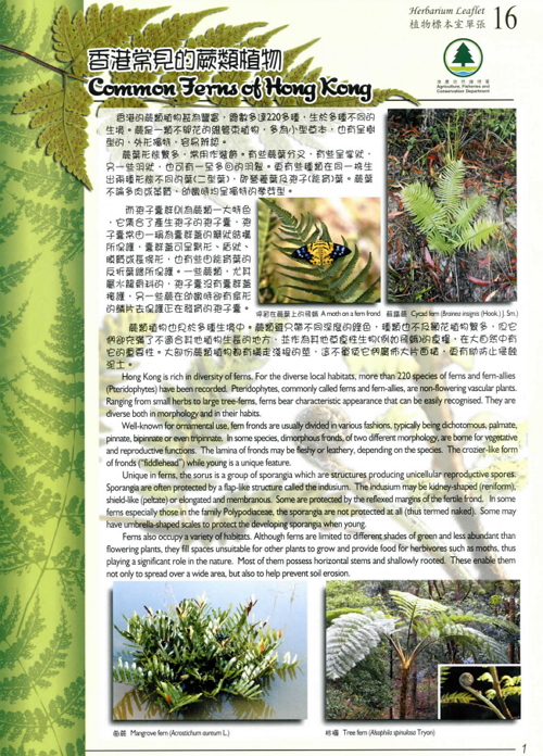 16.香港常見的蕨類植物