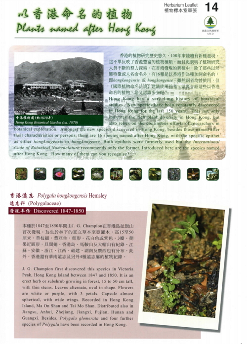 14. Plants named after Hong Kong