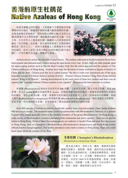 13. Native Azaleas of Hong Kong