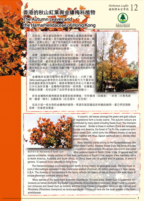 12. The Autumn Leaves and the Hamamelidaceae of Hong Kong (Bilingual)