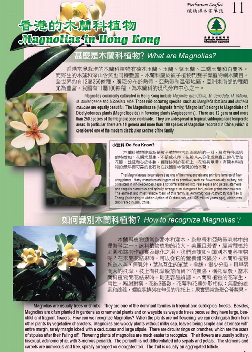 11.香港的木蘭科植物