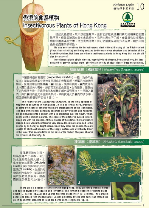 10. Insectivorous Plants of Hong Kong (Bilingual)