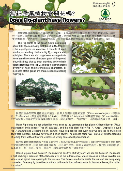9. Does Fig-plant have flower? (Bilingual)