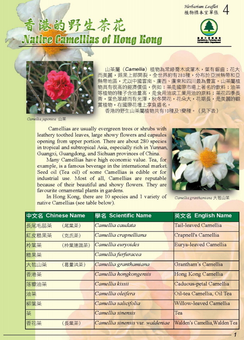 4. Native Camellias of Hong Kong (Bilingual)