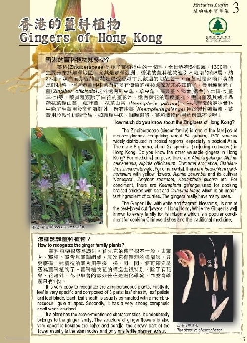 3.香港的薑科植物