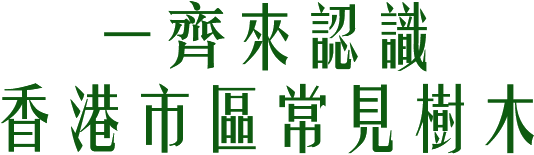 一齊來認識 香港市區常見樹木