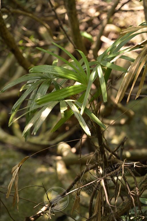 香港植物標本室- 棕竹Rhapis excelsa