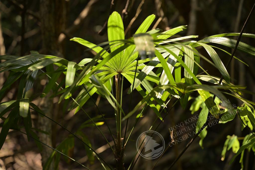 香港植物標本室- 棕竹Rhapis excelsa