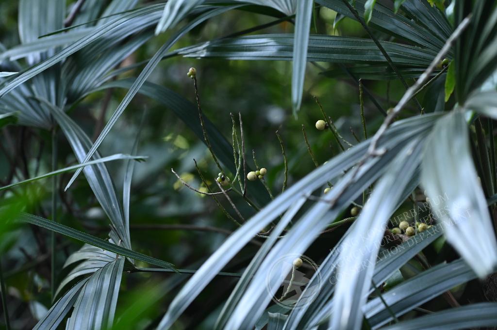 香港植物標本室- 棕竹Rhapis excelsa