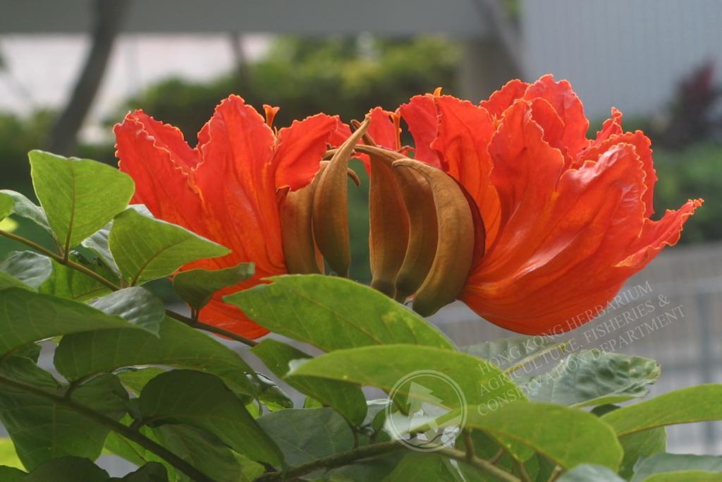 HK Herbarium - Spathodea campanulata 火焰樹